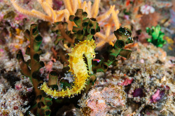 Obraz na płótnie Canvas A small, yellow Thorny Seahorse on a tropical coral reef