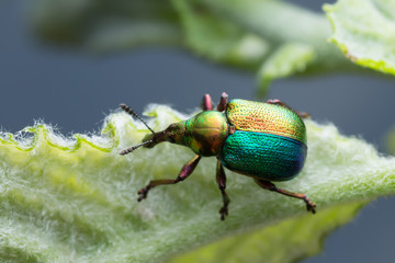 Macro photo of a colorful leaf-rolling weevil, Attelabidae on leaf
