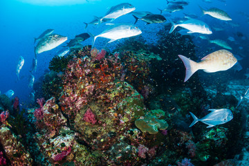 Fototapeta na wymiar Bluefin Trevally and Emperor hunting on a tropical coral reef