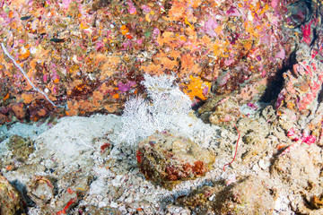 A coral bleached completely white due to warm sea temperatures and global warming
