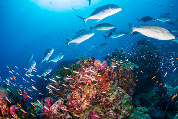 Fototapeta na wymiar Emperor and Trevally hunting together on a shallow coral reef