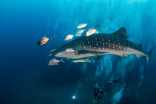 A large Whale Shark is surrounded by SCUBA divers as it swims along a tropical coral reef in Thailand