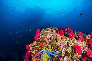 Naklejka na ściany i meble A blue Starfish on a colorful, thriving tropical coral reef