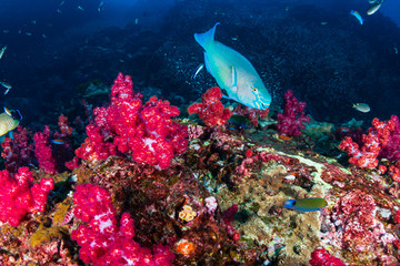 Colorful Parrotfish surrounded by soft corals on a tropical reef