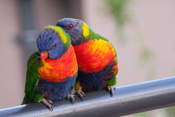 Lorikeet Couple