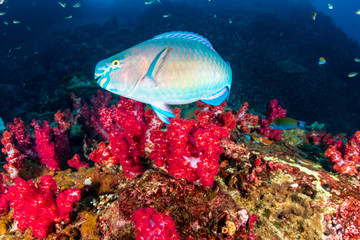Naklejka na ściany i meble A curious Parrotfish on a colorful tropical coral reef