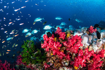 Fototapeta na wymiar Tropical fish swimming around a colorful tropical coral reef in Thailand