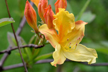 Yellow Flame Azalea 01