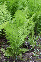 Green Fern