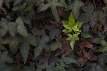 Fresh leaf among withered