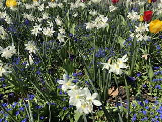 Fototapeta premium Spring Flowers