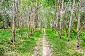 row of para rubber tree background