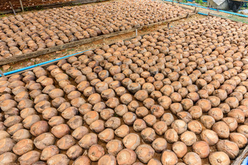 Coconut Perfume is cutting head for Breeds