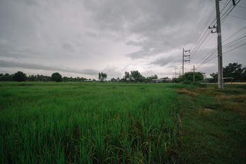 Fototapeta na wymiar Rice Field With Grainy HDR Effect