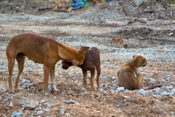 Poor Skinny Homeless Dog #1