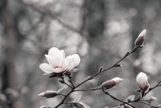 Fototapeta Mysterious spring background with white magnolia flowers