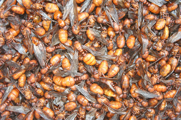 Stir fried subterranean ants with salt in bowl,edible insects,rare food because it can not be fed or breeding,Northern traditional food of Thailand