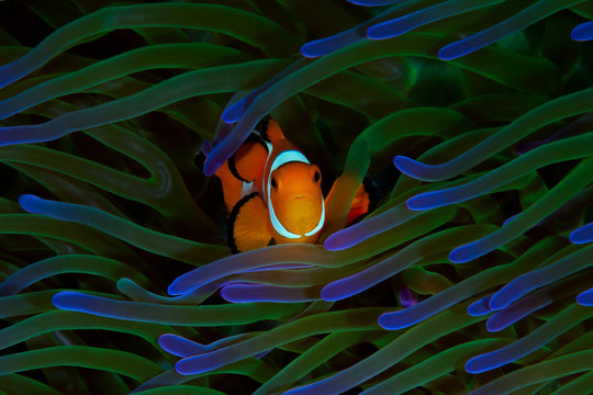 A colorful orange clownfish finds safety among it's host green and purple anemone in Raja Ampat, Indonesia