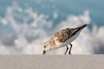 Sanderling (Calidris alba) on a white sandy beach with waves in background.