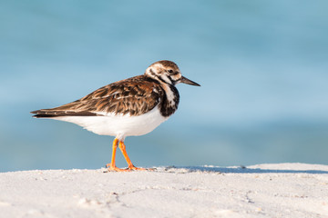 Ruddy Turnstone bird on a white sandy beach in Florida.