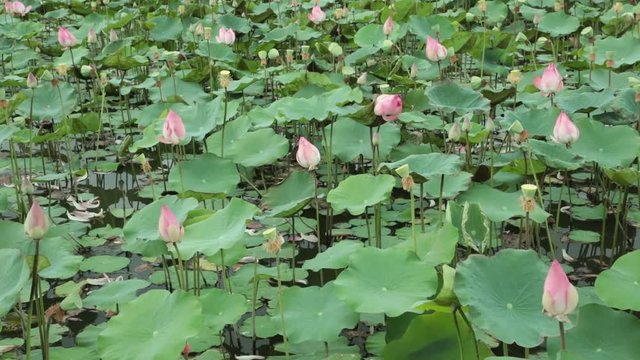 Water lilies nymphaeaceae in a lily pond, with a green foliage background high definition stock footage.