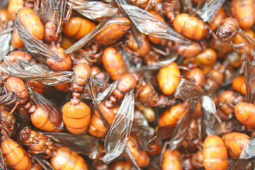 Stir fried subterranean ants with salt in bowl,edible insects,rare food because it can not be fed or breeding,Northern traditional food of Thailand