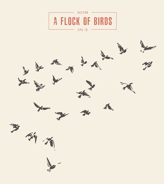 A flock of birds drawn vector illustration, sketch