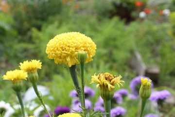 Marigolds are yellow in the summer garden