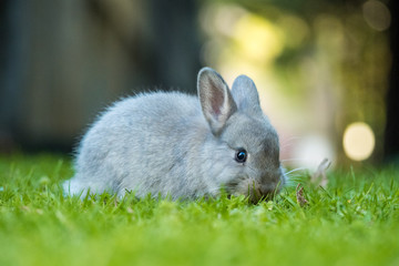 cute grey bunny eating grass in the field