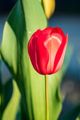 Naklejka premium big red tulip flower under the sun with green leaves background