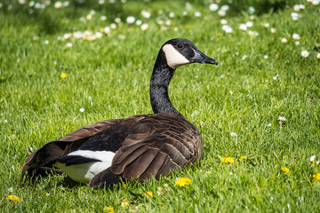 one Canada geese resting on green grass under the sun