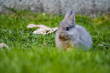 portrait of cute grey bunny resting on the green grass