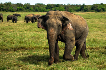 Fototapeta na wymiar Small asian elephant standing and looking on camera in national park in Sri lanka.
