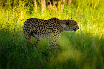 African cheetah, Masai Mara National Park, Kenya, Africa. Cat in nature habitat. Greeting of cats (Acinonyx jubatus)