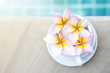 Fototapeta na wymiar Beautiful fresh colorful Plumeria flower in white cup on swimming pool edge, welcome summer holiday