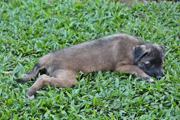 Dog,  be black dog,  it is sleeping on the ground.