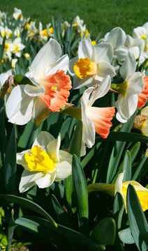 Close-up of beautiful bright Narcissus flowers