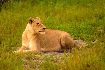 Naklejka na ściany i meble Mighty Lion watching the lionesses who are ready for the hunt in Masai Mara, Kenya (Panthera leo) 