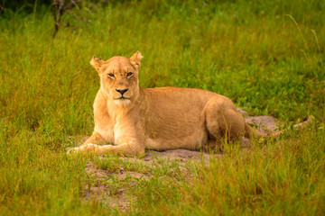Obraz na płótnie Canvas Mighty Lion watching the lionesses who are ready for the hunt in Masai Mara, Kenya (Panthera leo) 