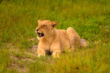 Naklejka na ściany i meble Mighty Lion watching the lionesses who are ready for the hunt in Masai Mara, Kenya (Panthera leo) 