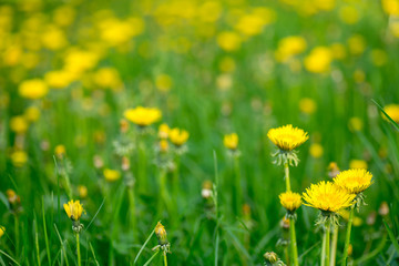 Fototapeta premium yellow dandelion flowers in spring meadow