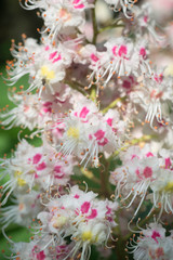 chestnut flowers closeup