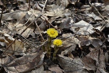 Мать-Мачеха на фоне старой листвы в парке
