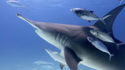 Portrait of a shark swimming in the ocean. Concept: Holidays, nature, traveling