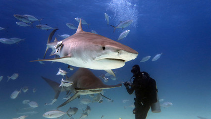 Fototapeta na wymiar Portrait of a diver giving food to a shark. Concept: Holidays, nature, passion
