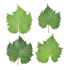 grape leaf on white background.