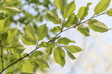 Fresh green leaves of beech.