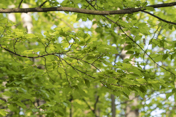Fresh green leaves of beech.