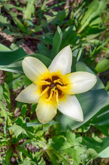 Obraz premium Top view of beautiful white tulips