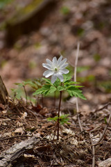 キクザキイチゲ一輪